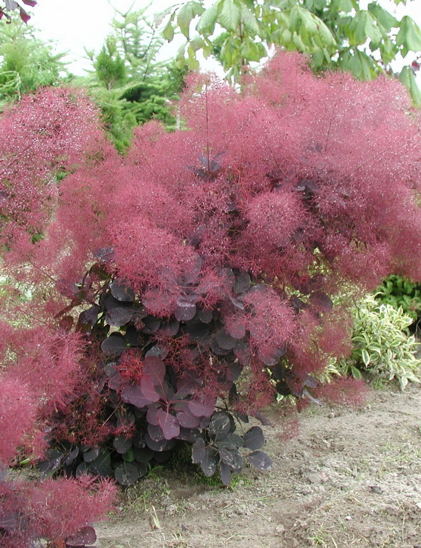 Cotinus Coggygria Lilla PBR cotinus-coggygria-lilla-pbr